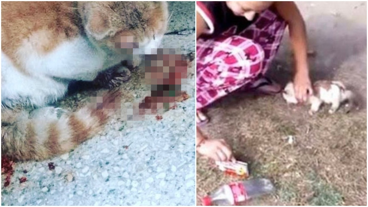 Kedinin gözünü oyup sosyal medyada paylaştı