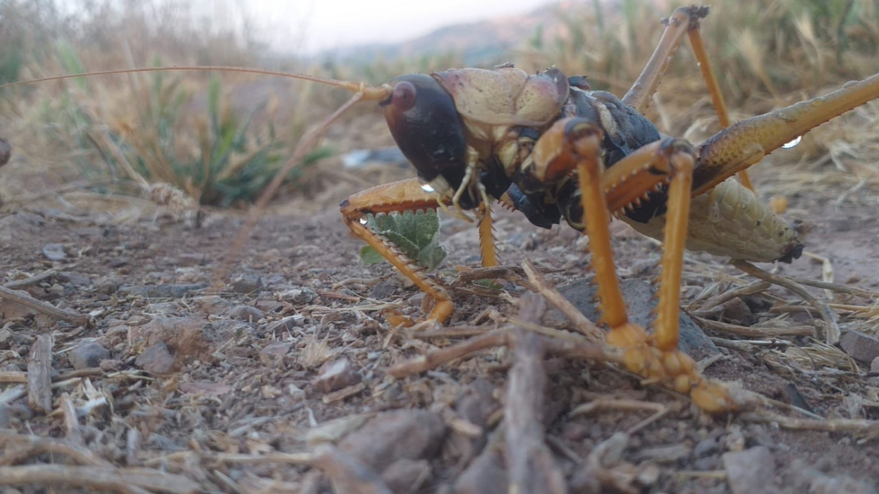 25 santimetreklik dev çekirge paniği