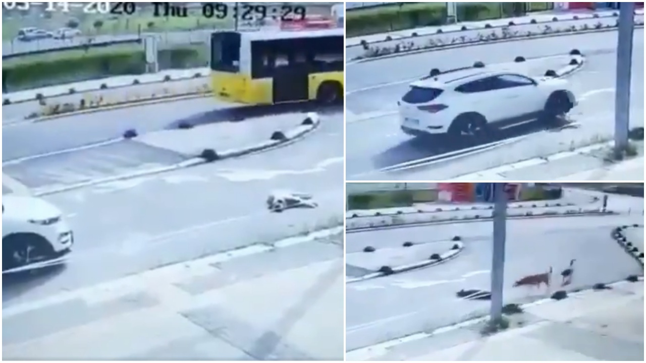 Köpeği ezdi arkasına bakmadan gitti
