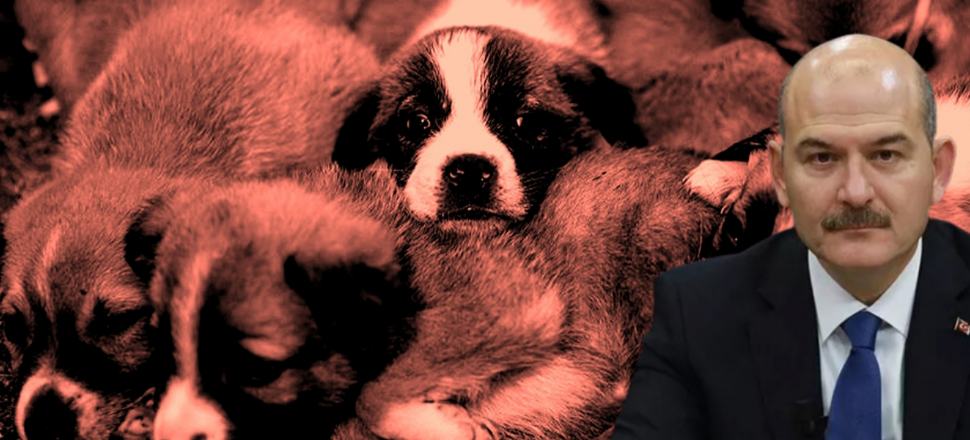 'Eğitimleri bitince sahaya inecekler'
