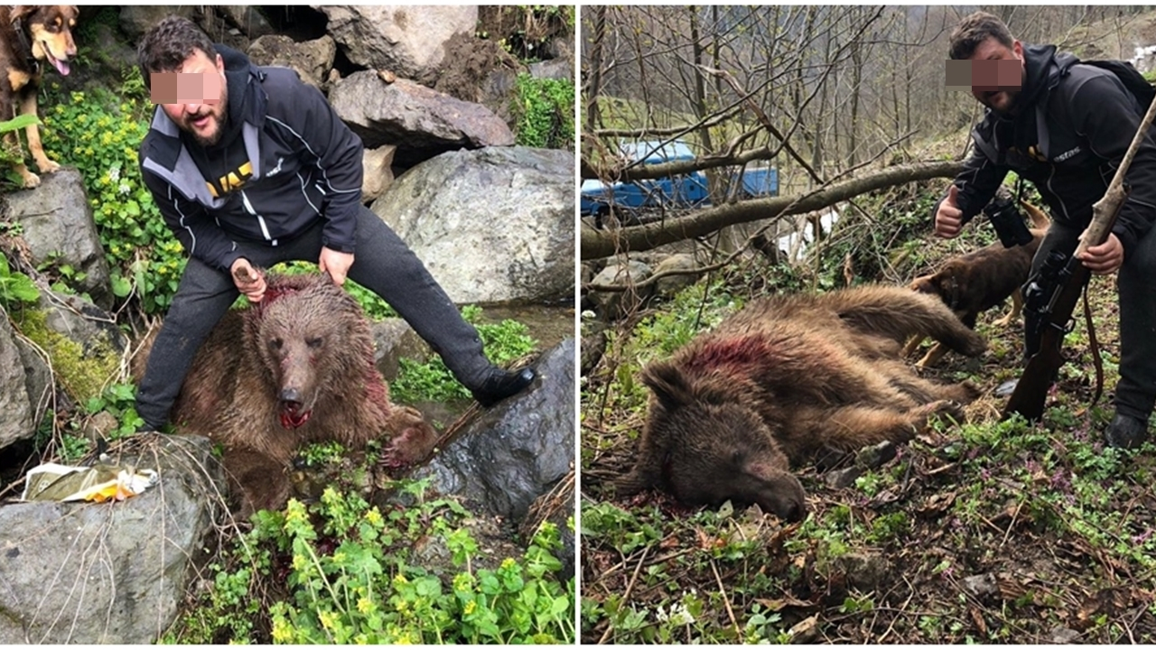 Ayıyı vurup, köpeklere parçalatmaya çalıştı