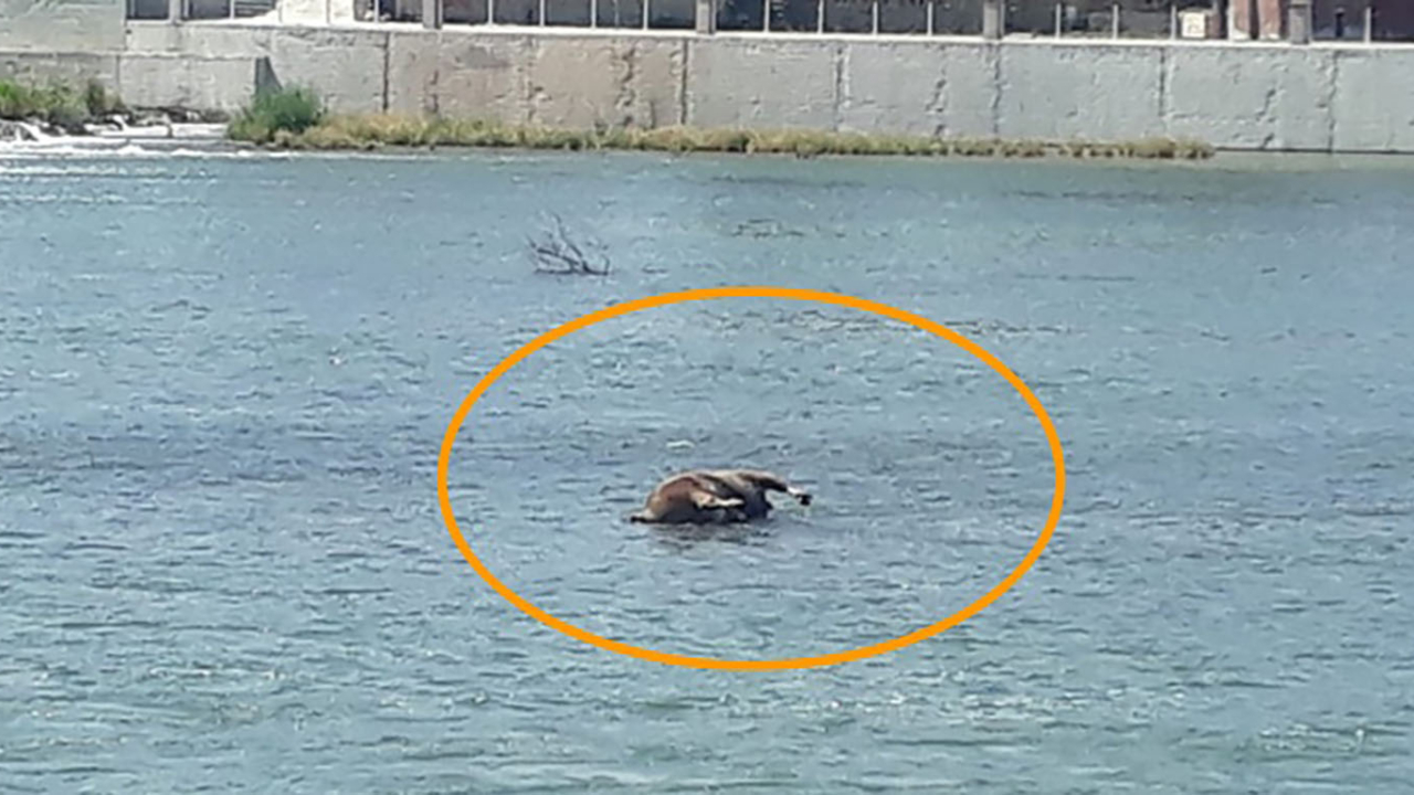 Burası Kızılırmak! Tepki çeken görüntü