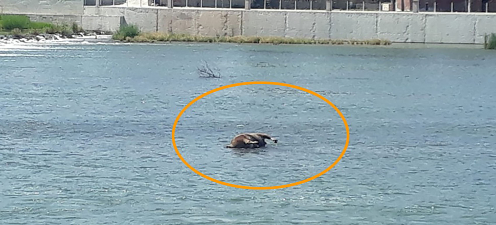Burası Kızılırmak! Tepki çeken görüntü