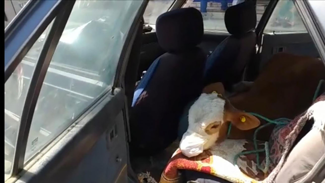 Kars'ta rahatsızlanan buzağıya maske takıp otomobille veterinere götürdüler