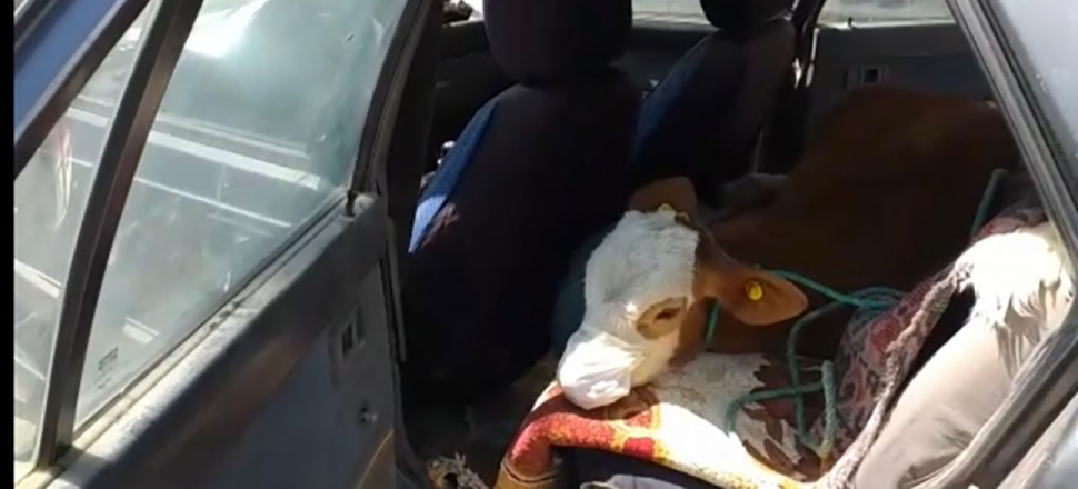 Kars'ta rahatsızlanan buzağıya maske takıp otomobille veterinere götürdüler