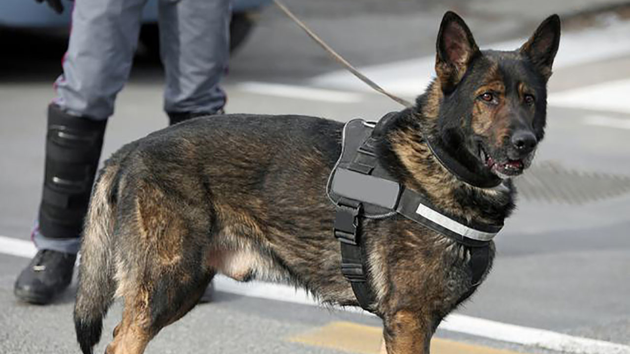Köpekler koronayı tespit edecek