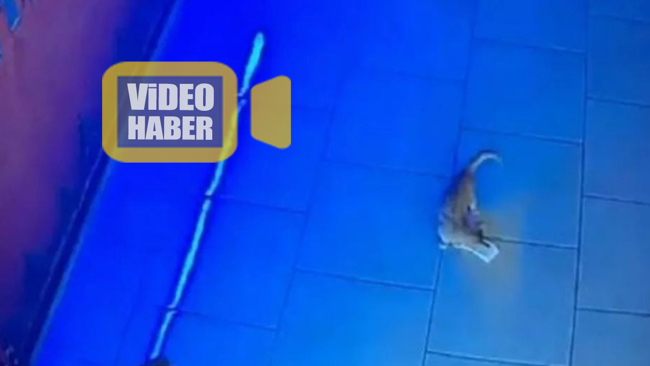 Rusya'da kasadan para çalan kedi suçüstü yakalandı!