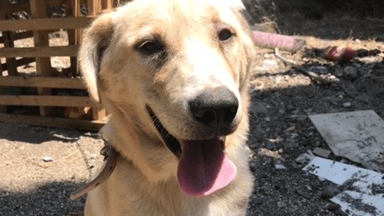 Bıçaklayarak yaraladığı köpeği serbest kaldığı an öldürdü