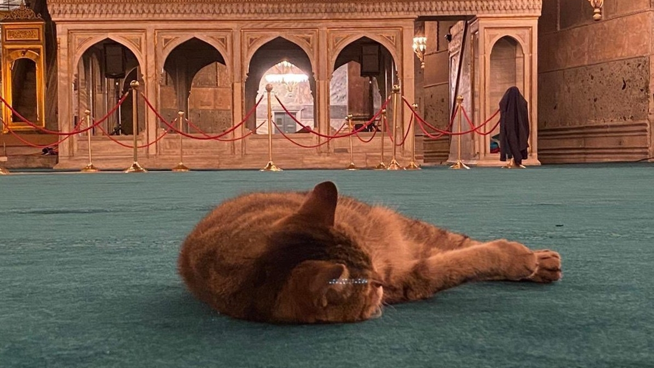 Ayasofya'nın kedisi Gli artık daha rahat