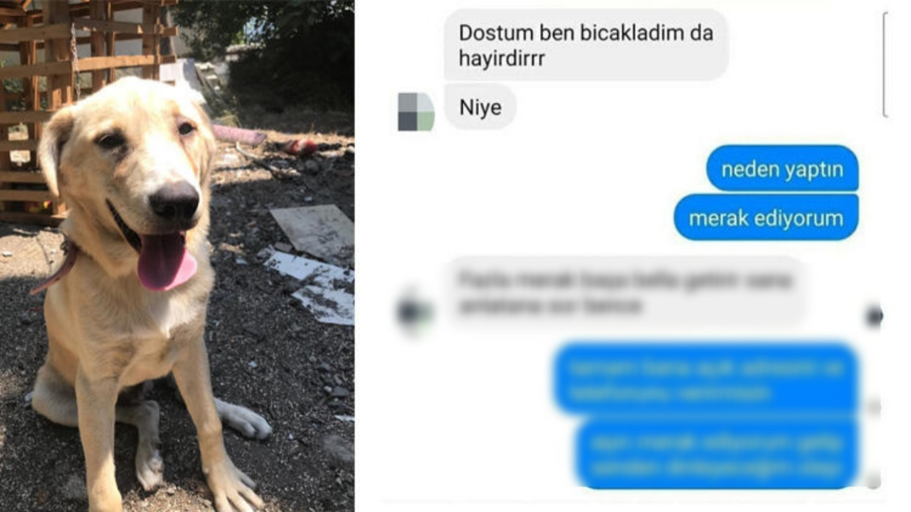 Goldi'yi öldüren adamdan pişkin cevap!