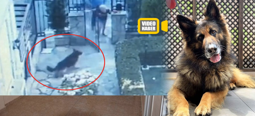 Eşini ısıran köpeği silahla vurdu!