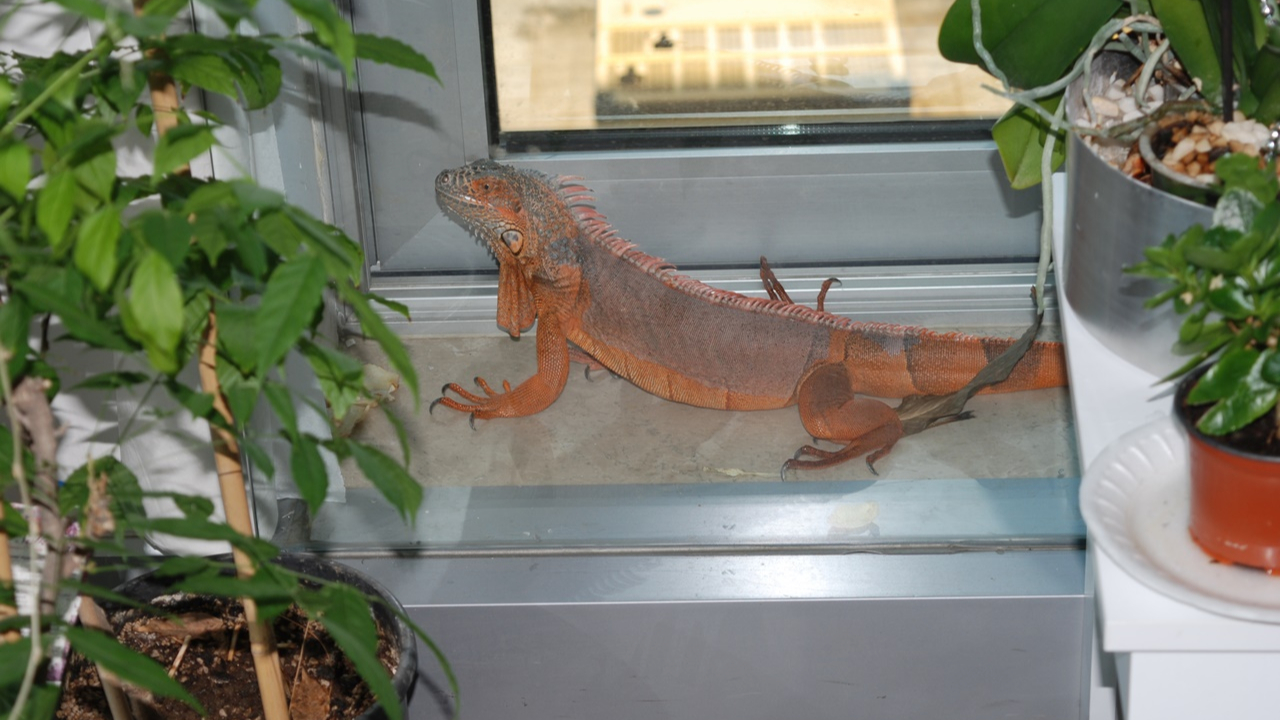 Altunizade'de 125 santimetrelik iguana bulundu