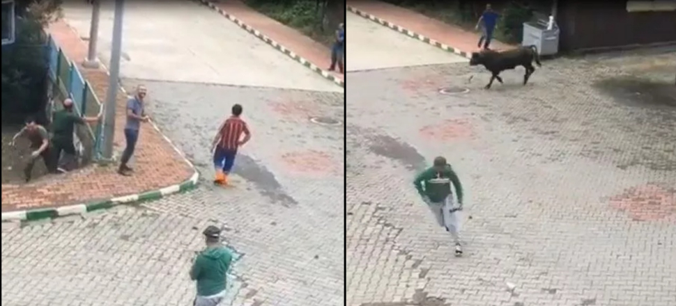 Ahırdan kaçan kurbanlık boğa vatandaşları kovaladı