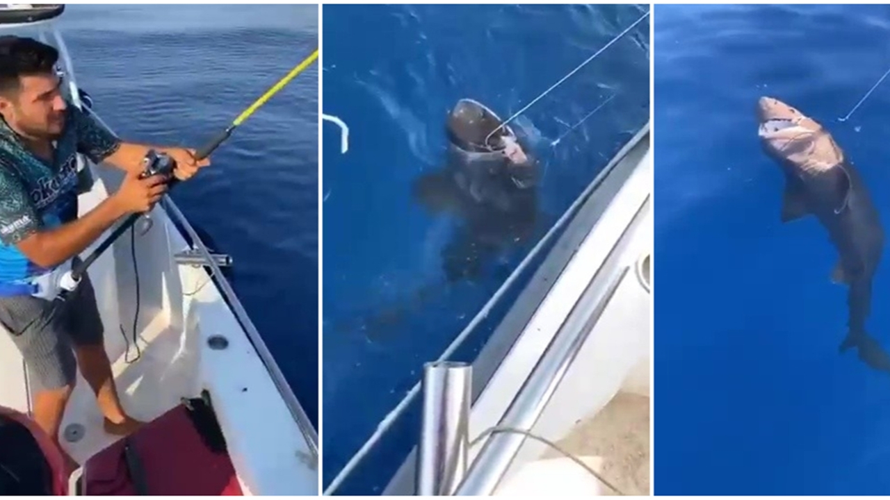 Antalya'da amatör balıkçıların oltasına takıldı