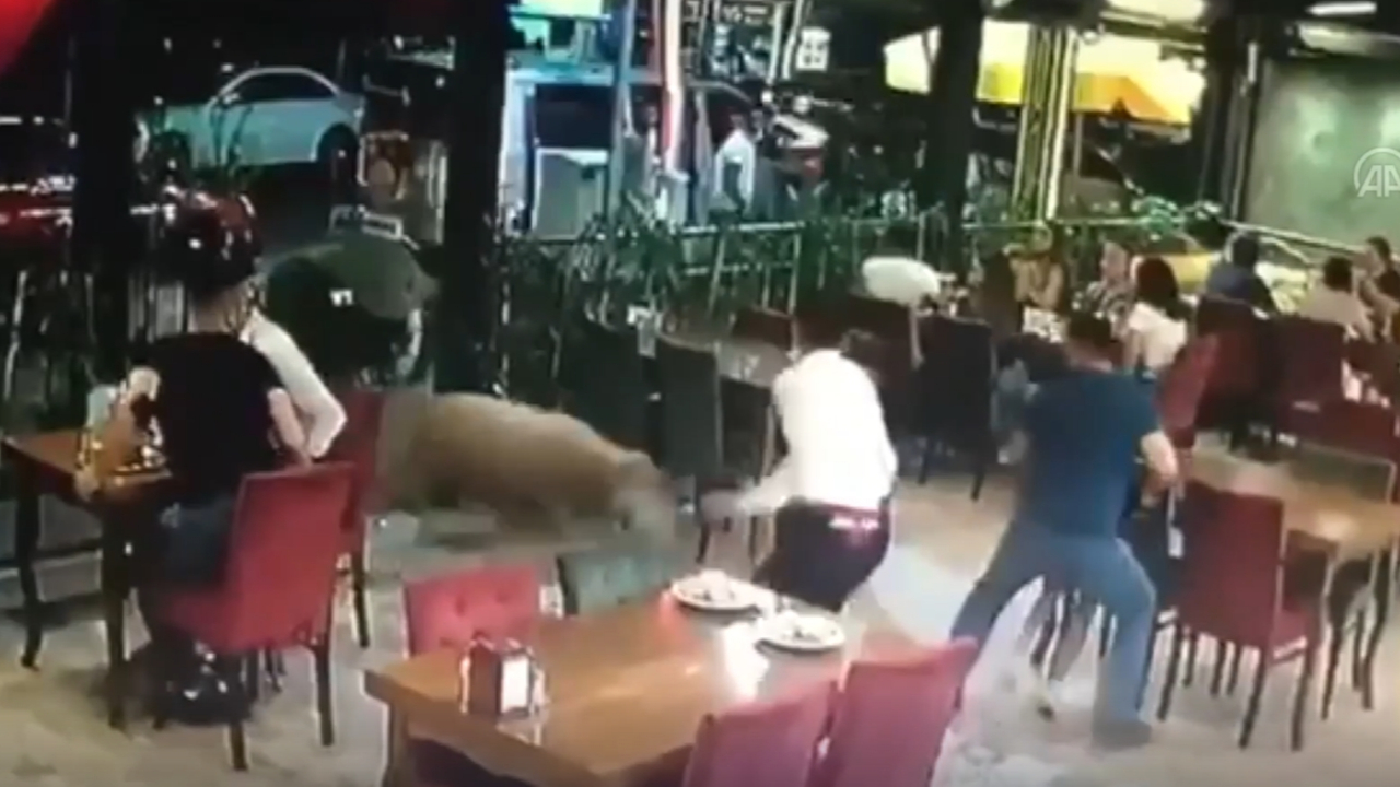 Kurbanlık koç restorana daldı