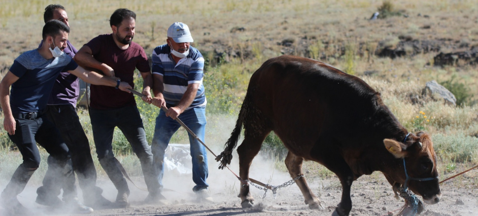 Kayseri'de dana kaçtı, onlar kovaladı