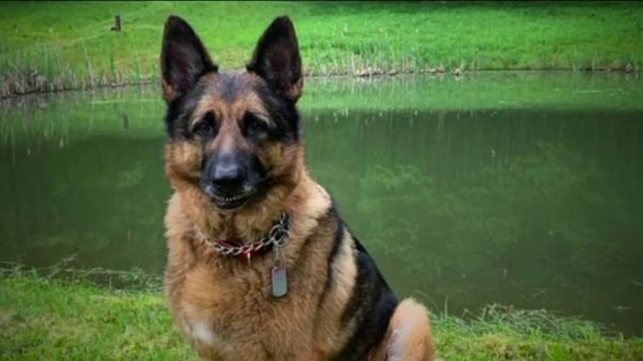 Bir ilk! Koronaya yakalanan köpek öldü