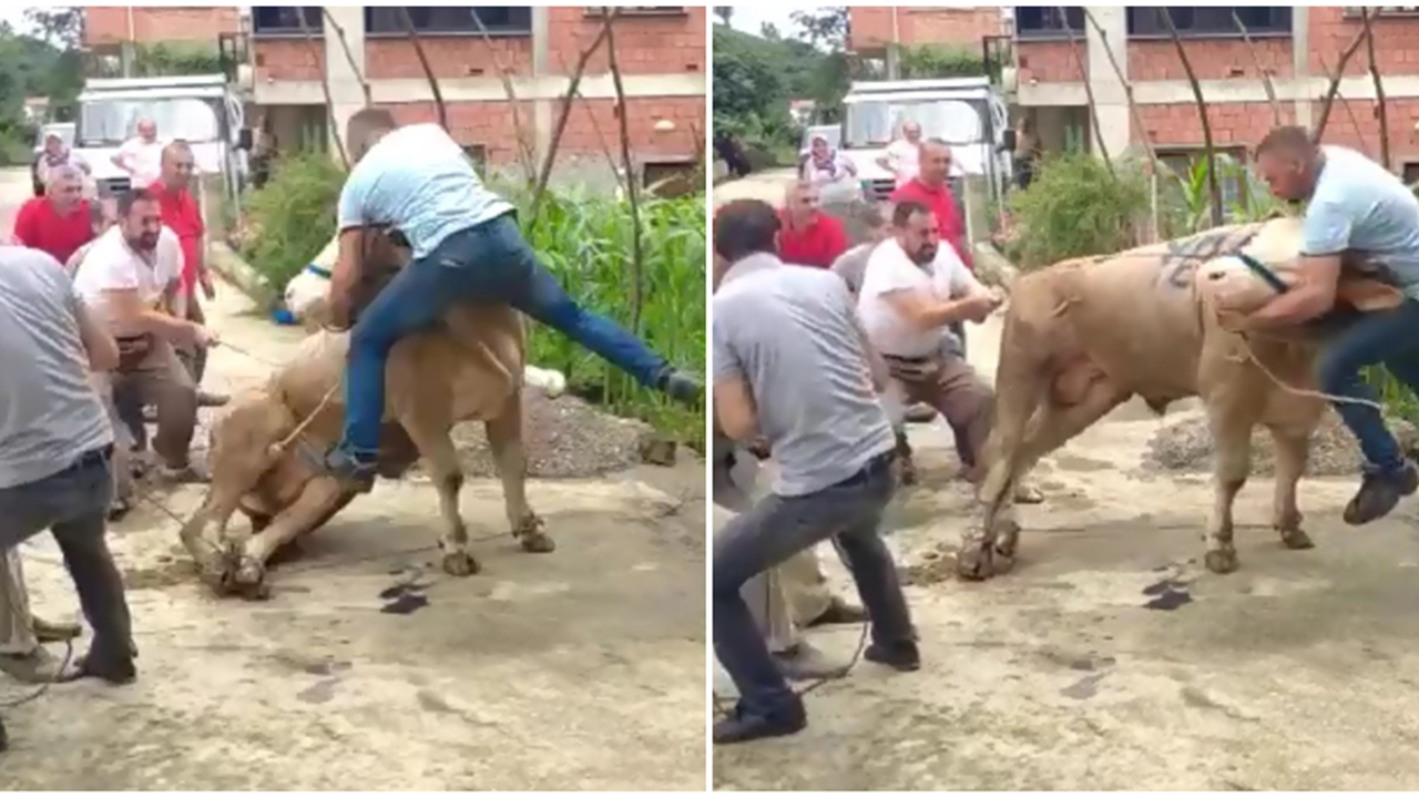 Kurbanlık boğa boynuzlarıyla böyle savurdu