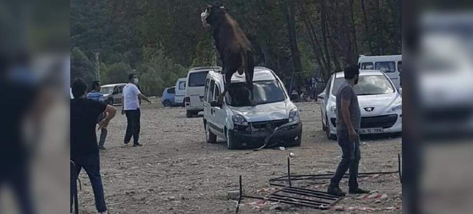 Ürken kurbanlık boğa, park halindeki aracın üstüne çıktı