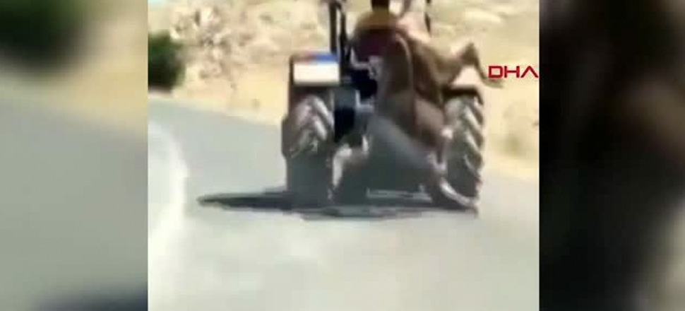 Kestiği kurbanlık ineği traktörün arkasında böyle götürdü!