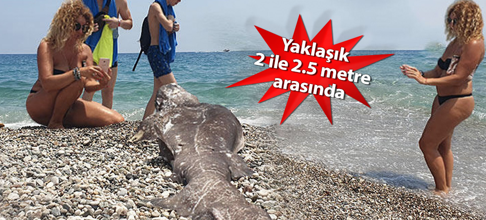 Sahile vuran köpek balığı ölüsüyle turistler fotoğraf çektirdi