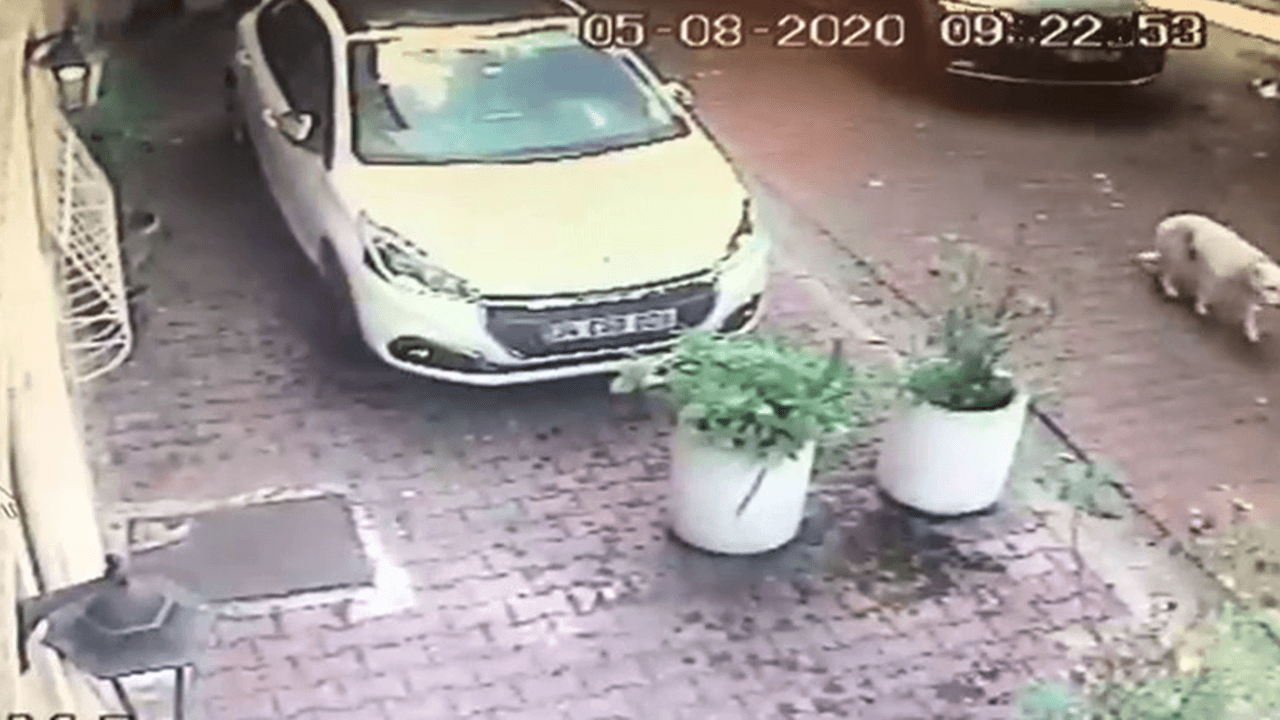 Mahallenin köpeğine çarptı, arkasına bile bakmadı