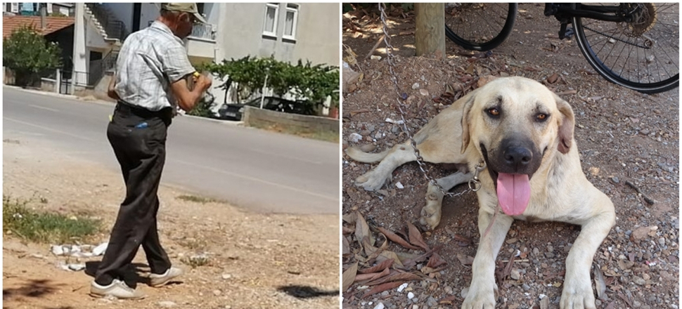 Sokak köpeğini eve götürüp tecavüz etti