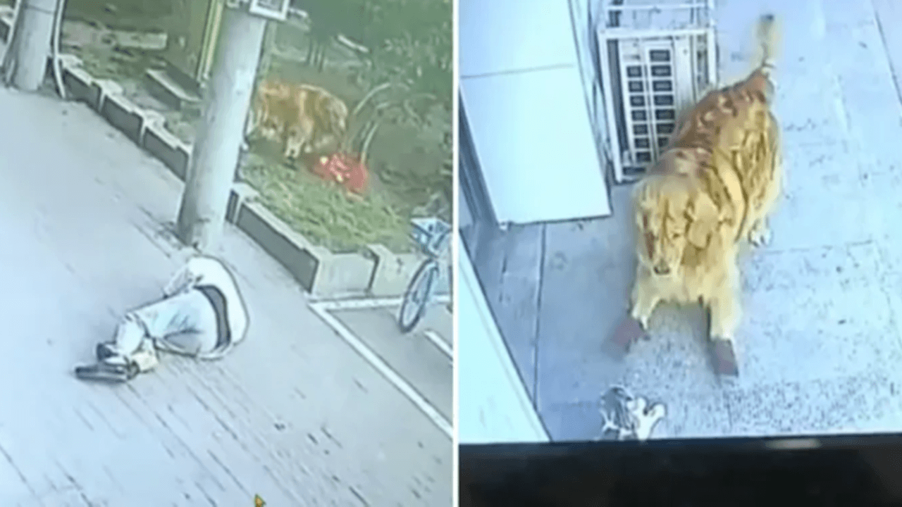 Başına kedi düştü, 23 gün hastanede kaldı