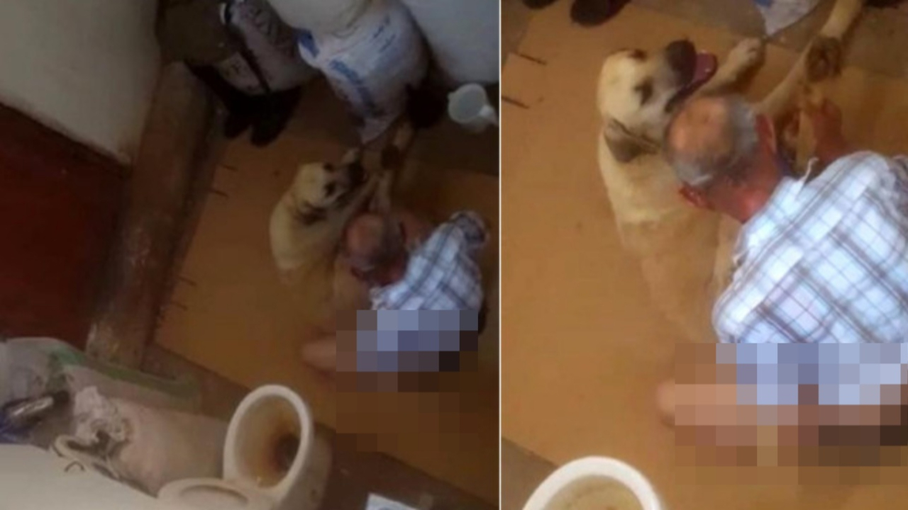 Köpeğe tecavüz eden sapık serbest!