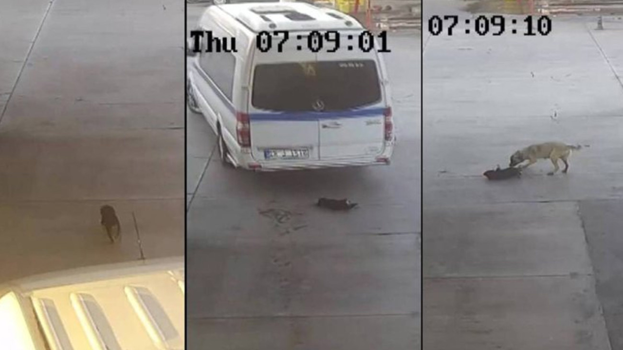 Arkasına bile bakmadı! Anne köpek yürekleri sızlattı...