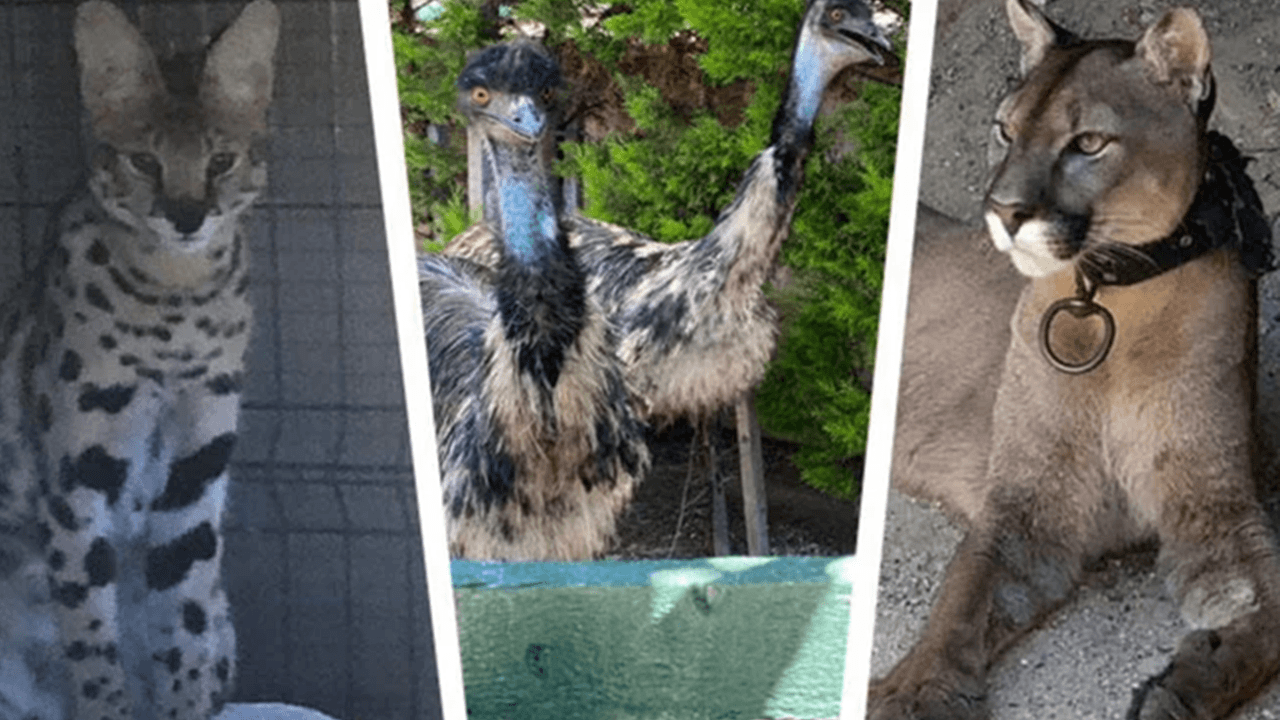 Yasa dışı silah baskınında şok görüntüler