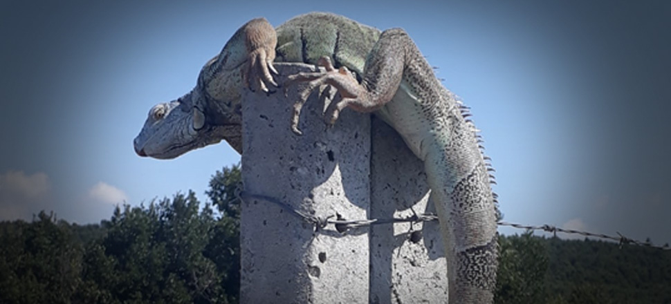 Çatalca'da iguana görüldü! Koruma altına alındı...