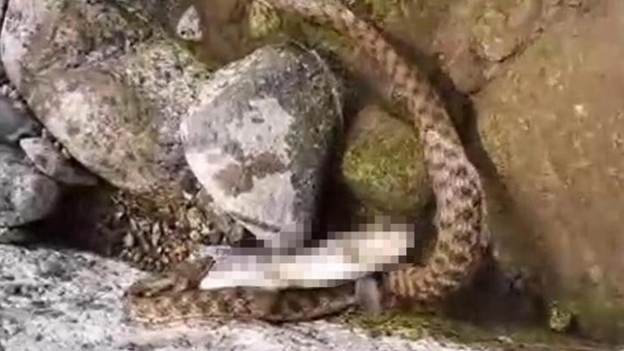 Kırmızı benekli alabalık yılandan kurtulamadı!