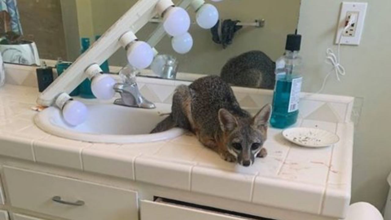 Tilkiyle karşı karşıya gelince şaşkına döndüler!