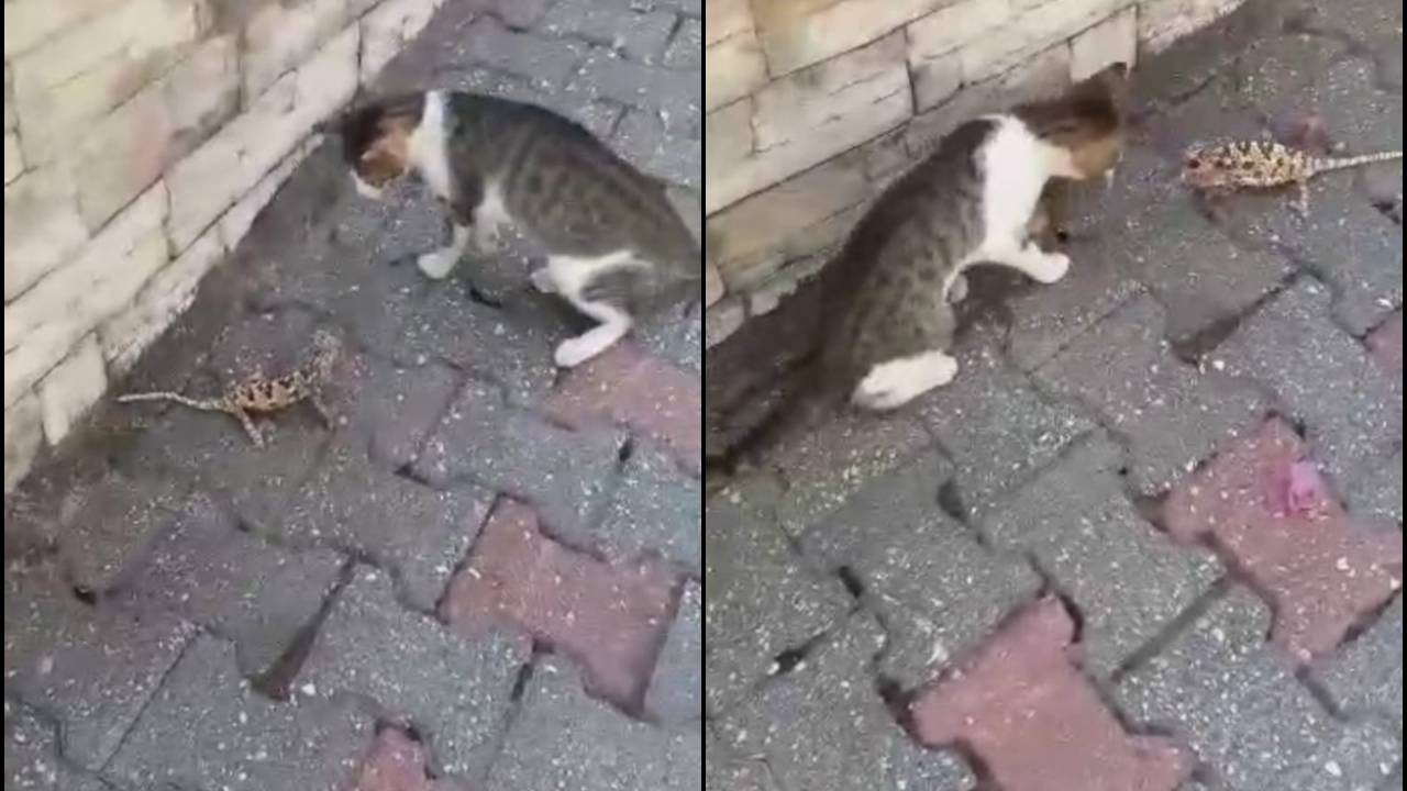 Kedi ile bukalemunun kavgası