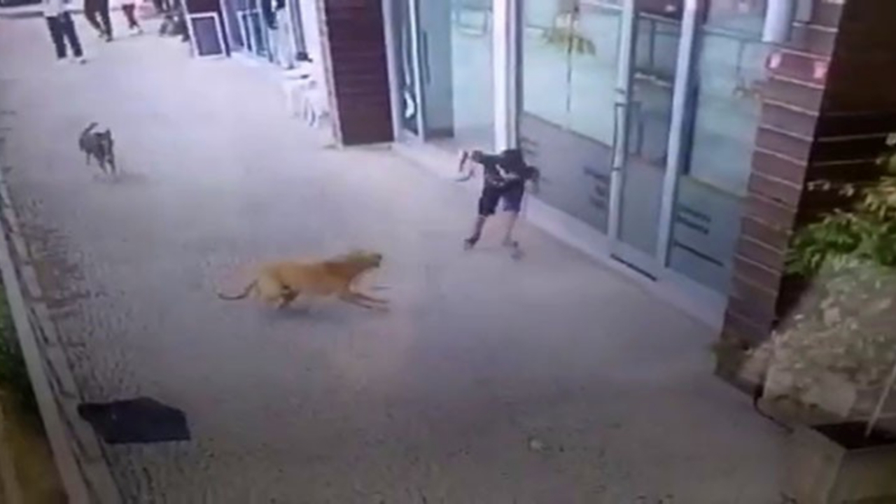 Sakince yürürken köpeklerin saldırısına uğradı