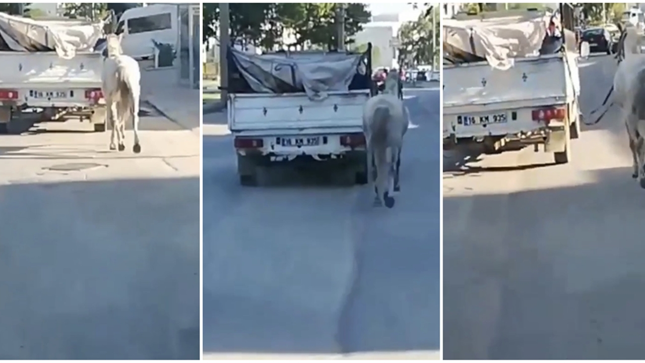 Atı, kamyonetin arkasına bağlayıp koşturdu