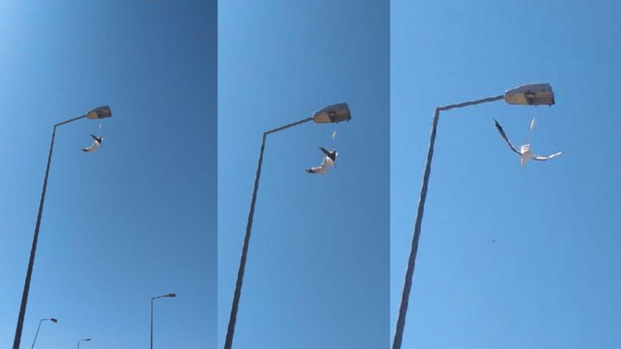 Ayağına maske takılan martı, direkte asılı kaldı!