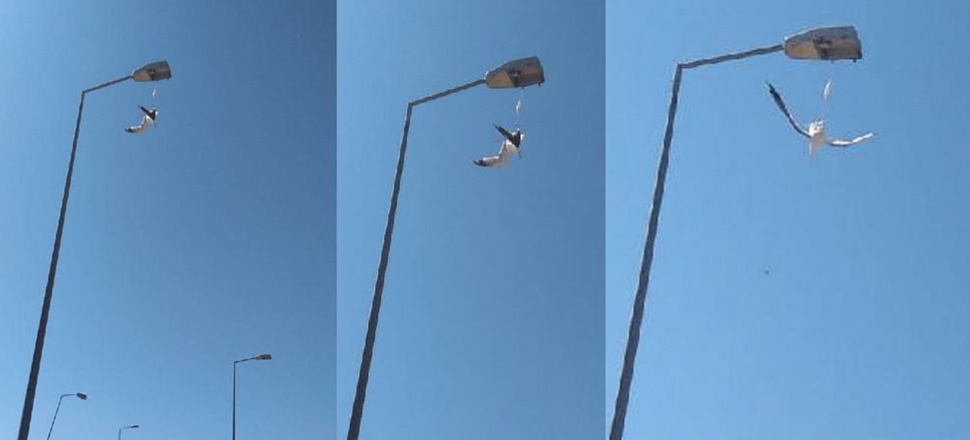 Ayağına maske takılan martı, direkte asılı kaldı!