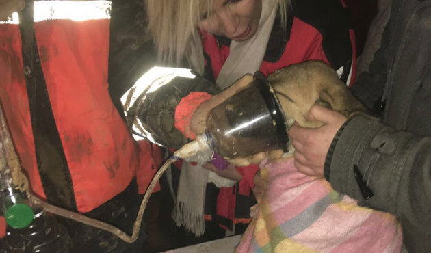 Beykoz'da  sondaj kuyusuna düşen köpek böyle kurtarıldı- Video