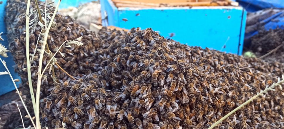 Arı kovanı yüklü kamyon devrildi: 3 ölü