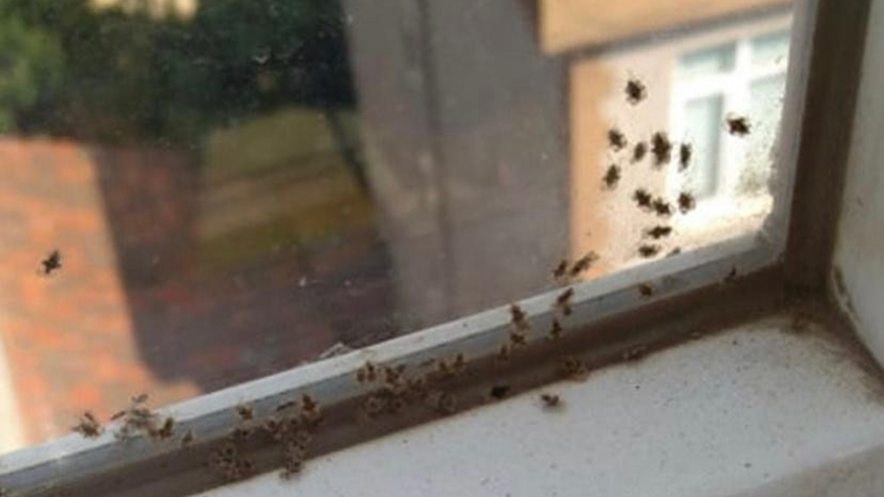 3 ilçeyi dantel böcekleri istila etti
