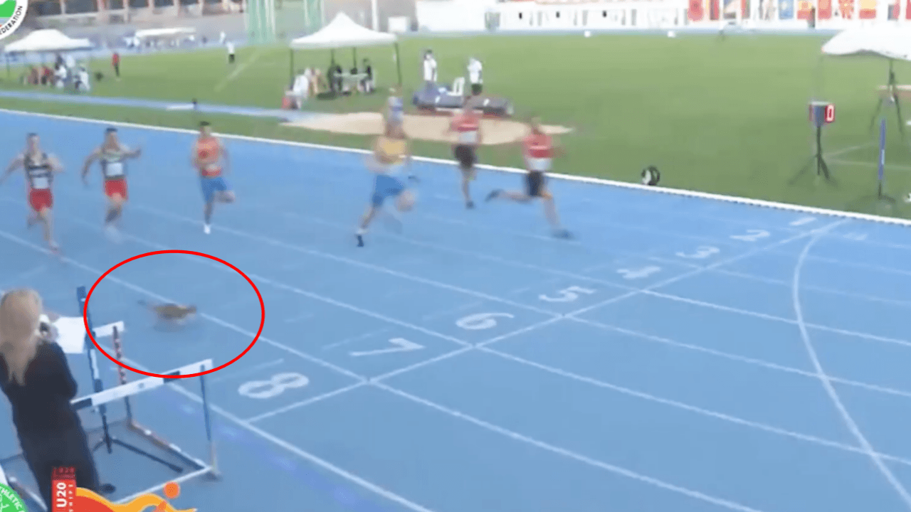 Atletizm şampiyonasında piste dalan kedi zor anlar yaşattı