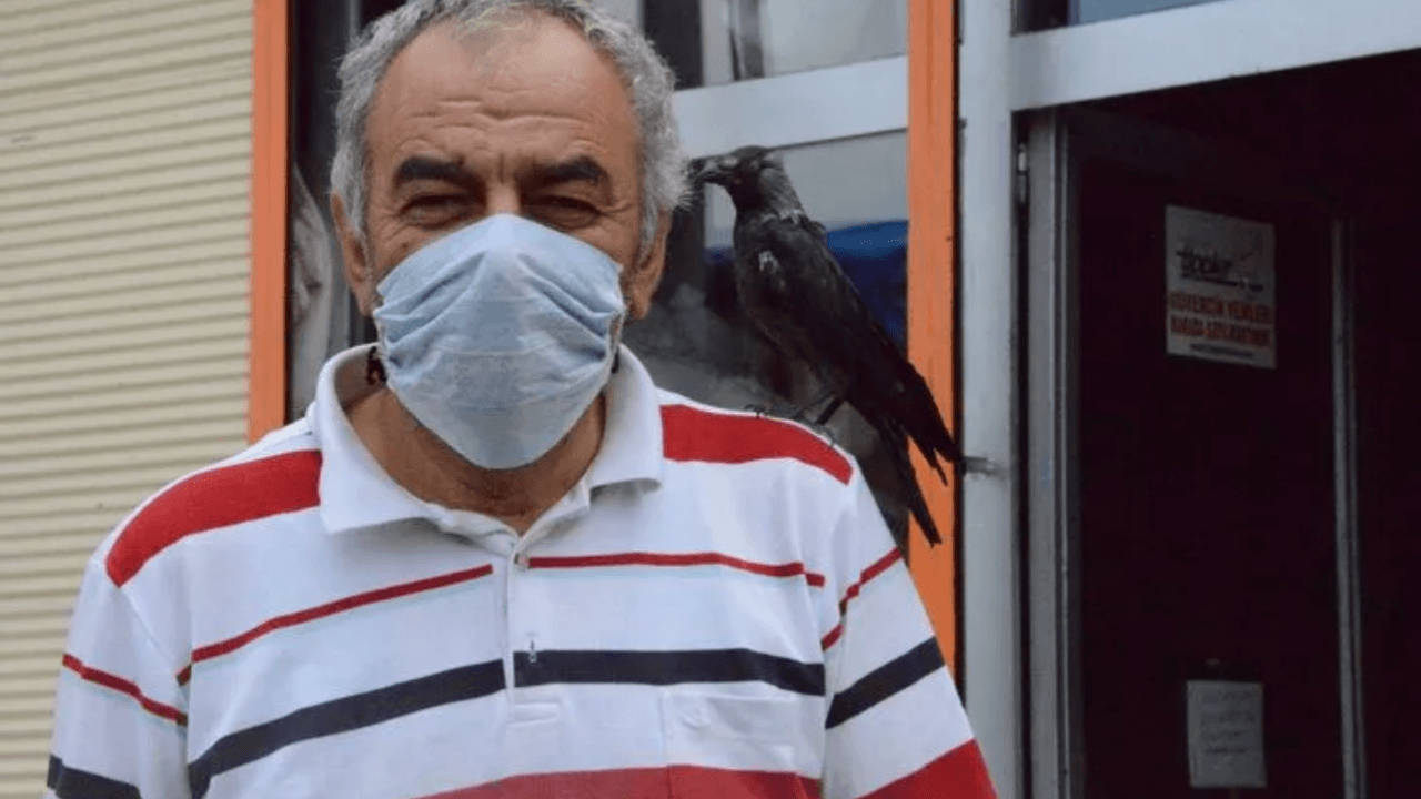 Canını kurtardığı karga yanından ayrılmıyor
