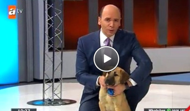 'Kuyu' köpek ve onu kurtaran ekibi canlı yayına çıkardılar VİDEO