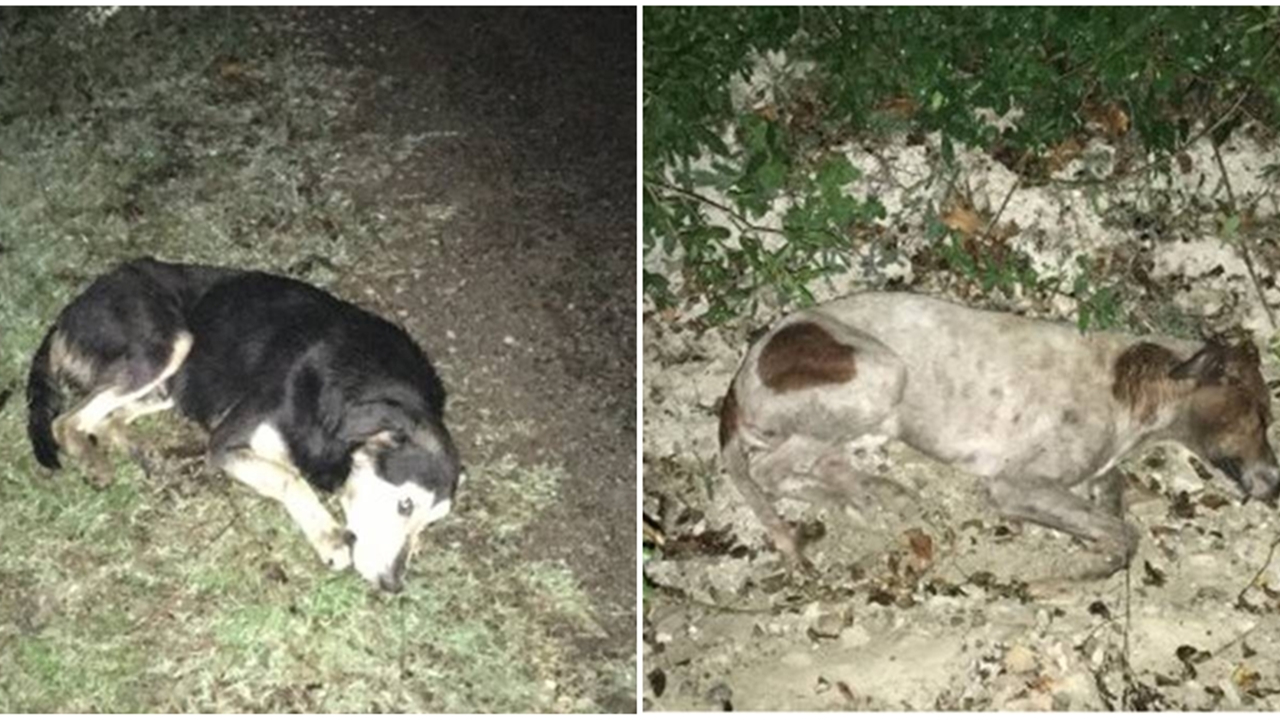 20 köpeği uyuşturup ormana attılar