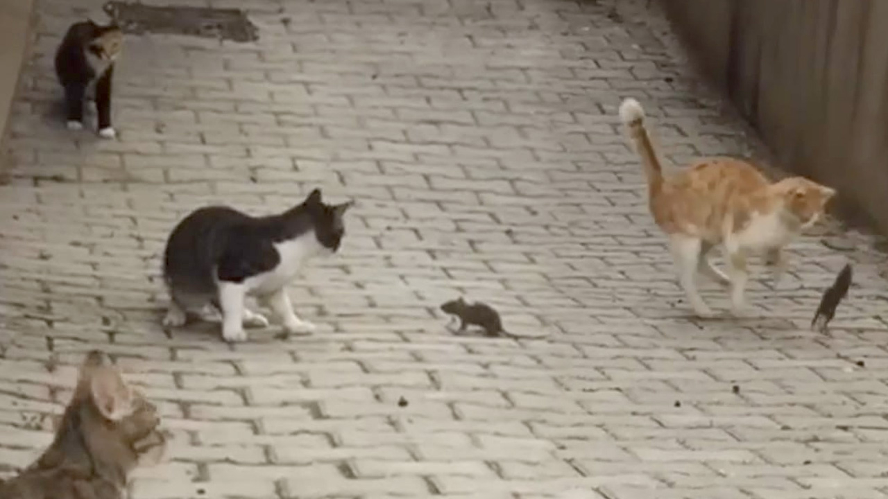 Fare 5 kediye kafa tuttu!