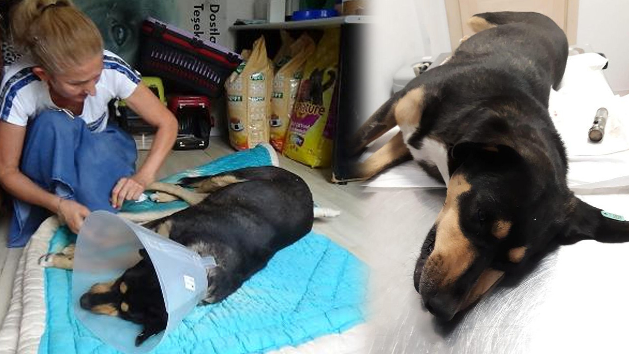 Köpeğin cinsel bölgesindeki el feneri ameliyatla çıkarıldı!
