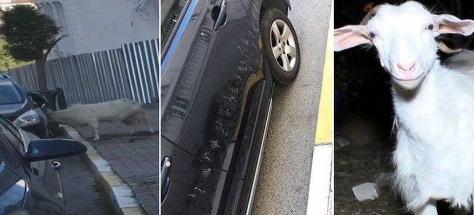Çekmeköy'de keçinin boynuz darbeleriyle otomobile zarar vermesi kamerada