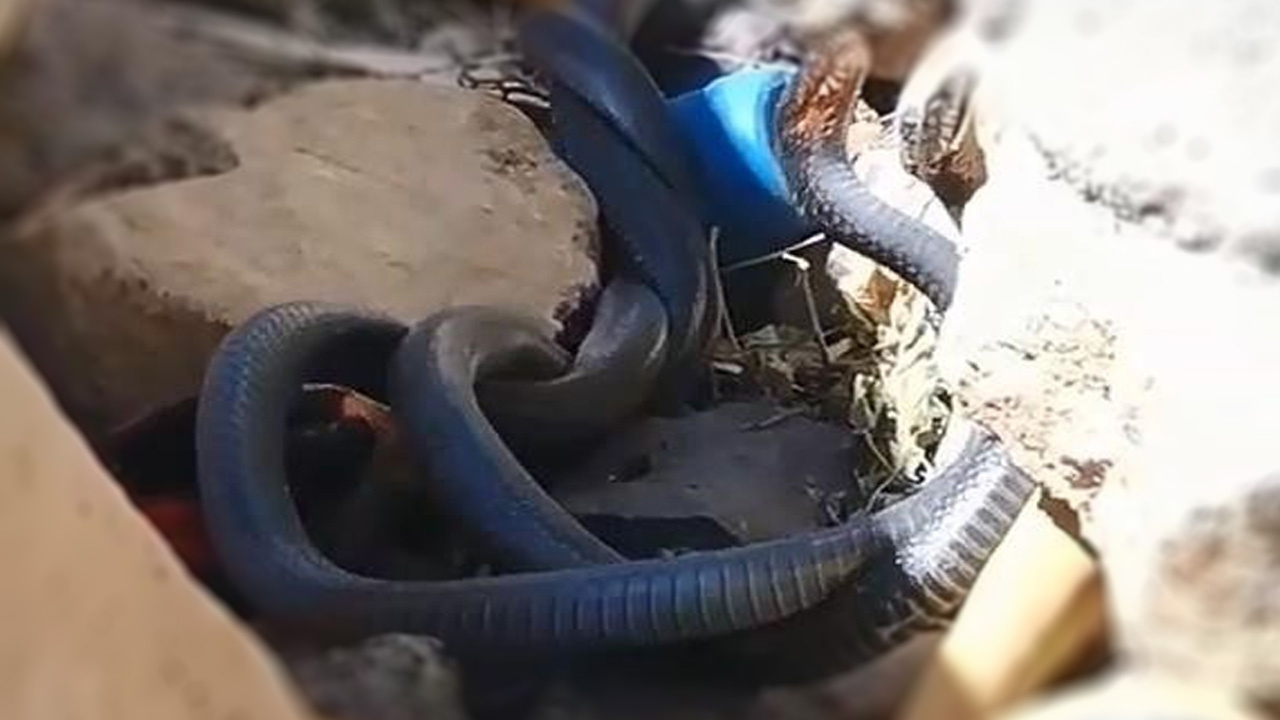 Yılanların çiftleşme dansını çekmek isterken neye uğradıklarını şaşırdılar!